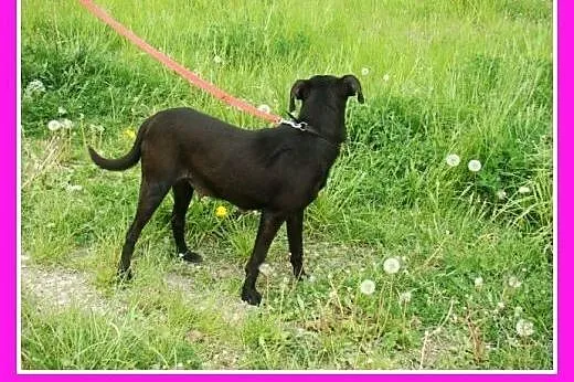 Mała 8 kg czarna sunia WIPETKA,przekochana,przytul