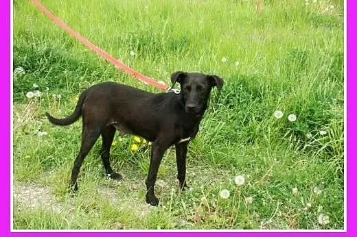 Mała 8 kg czarna sunia WIPETKA,przekochana,przytul