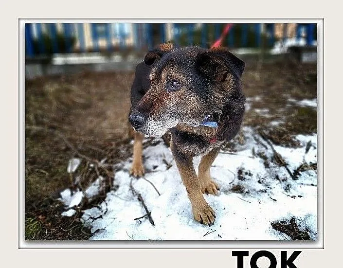 TOK,średni,przyjazny,poczciwy piesek TOK błaga o dom.PILNE, Śląskie, Katowice