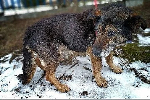 TOK,średni,przyjazny,poczciwy piesek TOK błaga o dom.PILNE, Śląskie, Katowice
