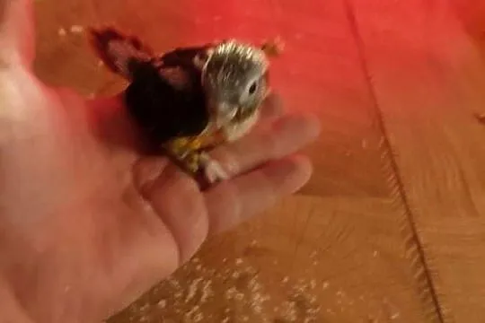 Ręcznie karmione papużki Rudosterki sprzedam, Łódzkie, Zgierz