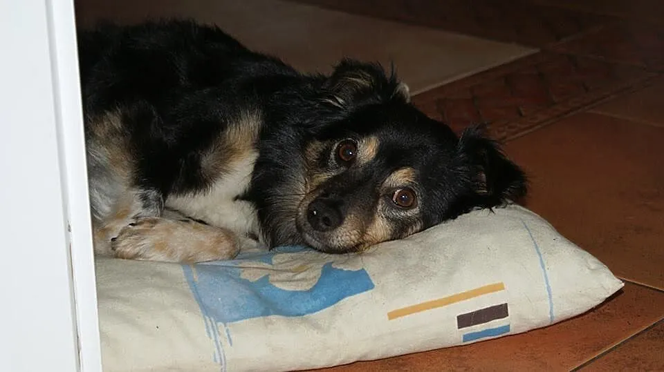 Fifi czeka na domek