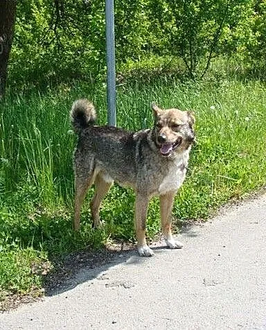 Hultaj-przefajny, ułożony, znający domowe maniery