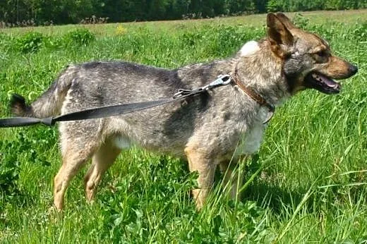 Hultaj-przefajny, ułożony, znający domowe maniery 
