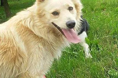 Piękny Pikuś, bardzo grzeczny i przyjazny psiak sz