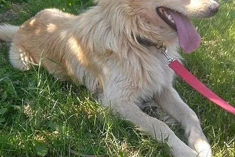 Piękny Pikuś, bardzo grzeczny i przyjazny psiak sz