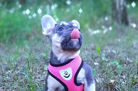 Buldog francuski szczeniaczki piekne sunie i pieski liliowe, Łódzkie, Pabianice