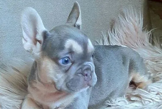 Buldog francuski szczeniaczki piekne sunie i pieski liliowe, Łódzkie, Pabianice