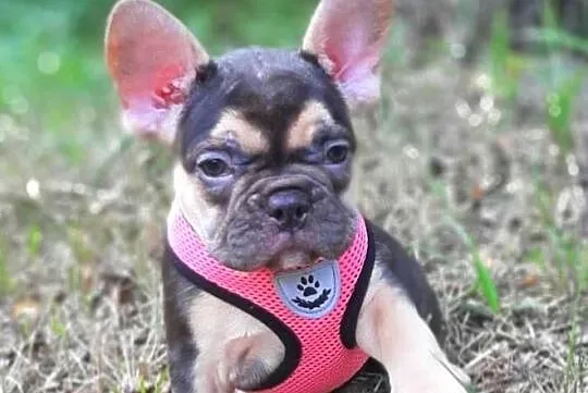 Buldog francuski szczeniaczki piekne sunie i pieski liliowe, Łódzkie, Pabianice