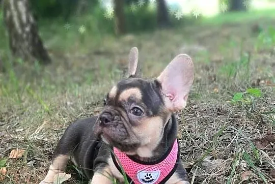 Buldog francuski szczeniaczki piekne sunie i pieski liliowe, Łódzkie, Pabianice
