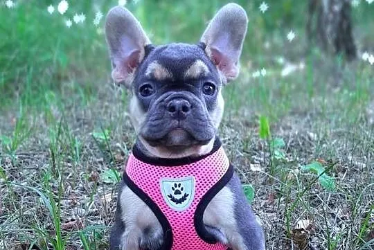 Buldog francuski szczeniaczki piekne sunie i pieski liliowe, Łódzkie, Pabianice