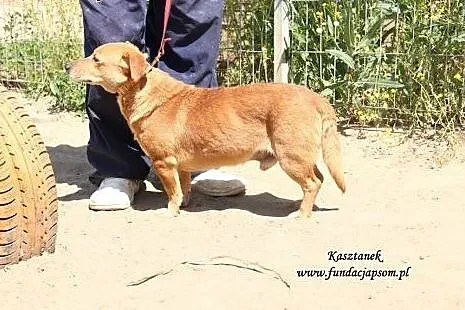 Kasztanek - spokojny, rudy psiak,  mazowieckie Now