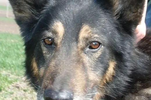 Orson łagodny mix owczarek niemiecki ADOPCJA,  mał