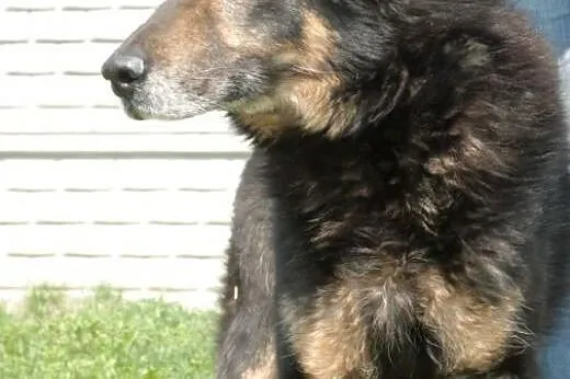 Orson łagodny mix owczarek niemiecki ADOPCJA,  mał