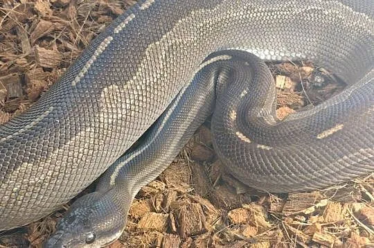 Pyton Królewski Samica Odmiana Barwna Mojave het albino poss cynamon, Śląskie, Radlin