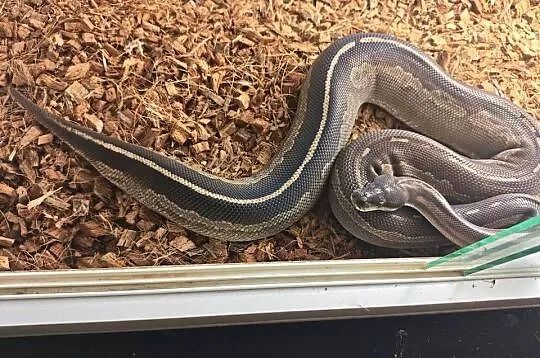 Pyton Królewski Samica Odmiana Barwna Mojave het albino poss cynamon, Śląskie, Radlin