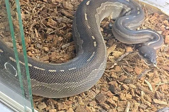 Pyton Królewski Samica Odmiana Barwna Mojave het albino poss cynamon, Śląskie, Radlin