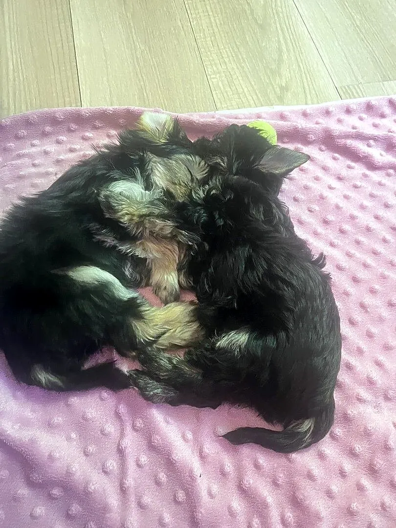 Yorkshire Terrier, Pomorskie, Gdańsk