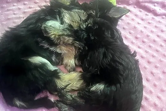 Yorkshire Terrier, Pomorskie, Gdańsk