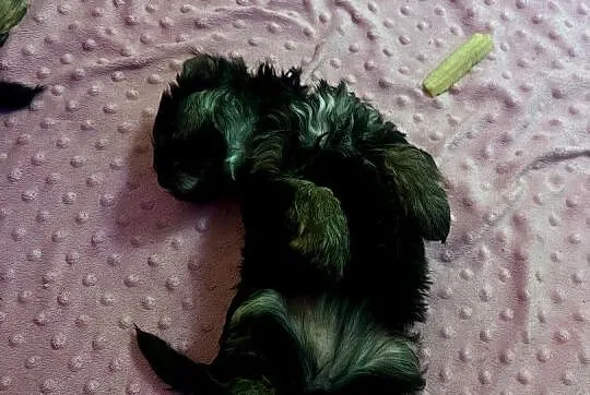 Yorkshire Terrier, Pomorskie, Gdańsk
