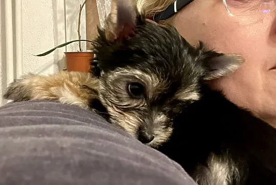 Yorkshire Terrier, Pomorskie, Gdańsk