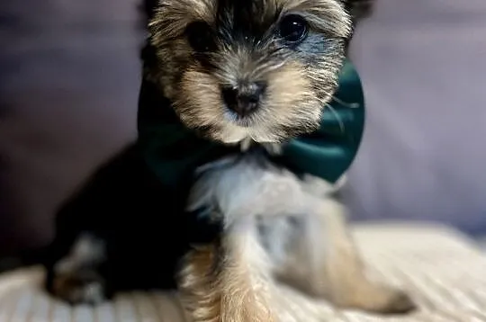 Yorkshire Terrier, Pomorskie, Gdańsk
