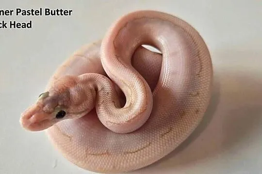 Python królewski Spinner pastel butter poss black head