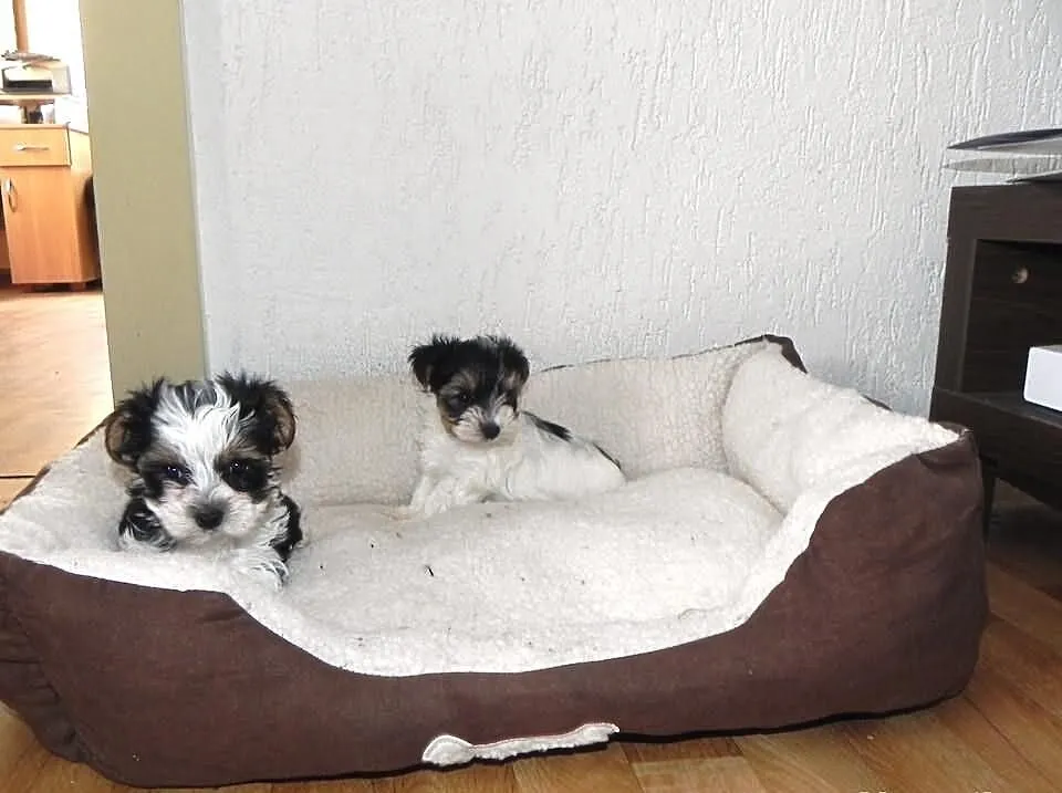 YORKI Biewer Yorkshire Terrier -suczka z Rybnika