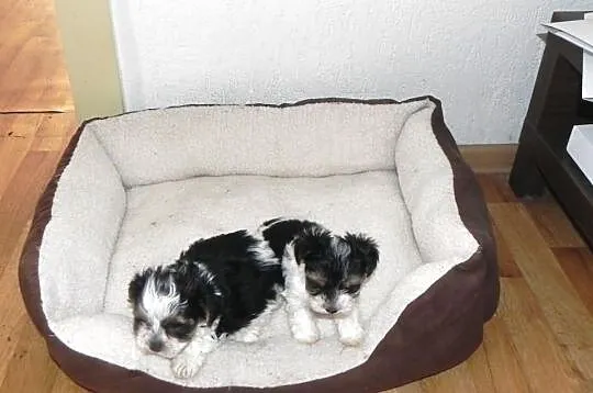 YORKI Biewer Yorkshire Terrier -suczka z Rybnika