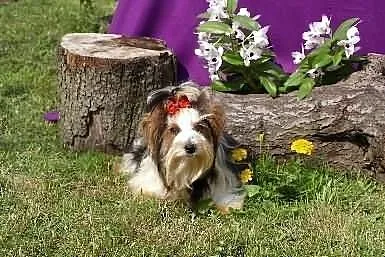 YORKI Biewer Yorkshire Terrier -suczka z Rybnika