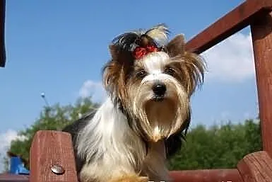 YORKI Biewer Yorkshire Terrier -suczka z Rybnika