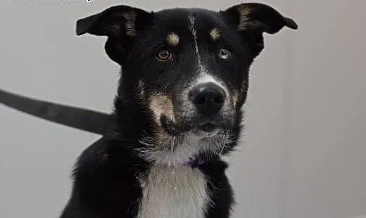 Wesoły młodziutki Junior do adopcji, śląskie Będz