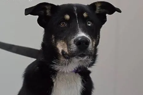 Wesoły młodziutki Junior do adopcji, śląskie Będzin