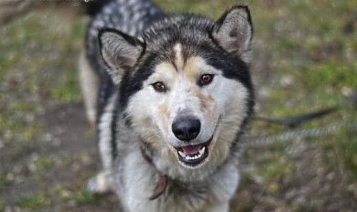Kelli młody, radosny, energiczny alaskan malamute