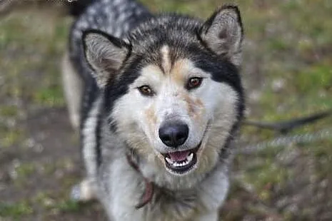 Kelli młody, radosny, energiczny alaskan malamute 