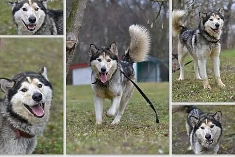 Kelli młody, radosny, energiczny alaskan malamute 
