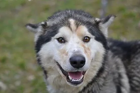 Kelli młody, radosny, energiczny alaskan malamute 