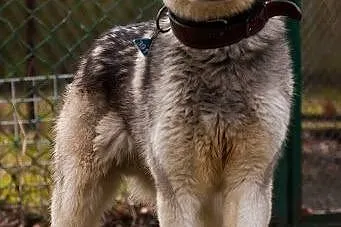 Kelli młody, radosny, energiczny alaskan malamute 