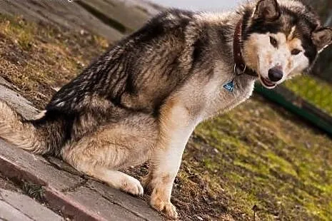 Kelli młody, radosny, energiczny alaskan malamute 