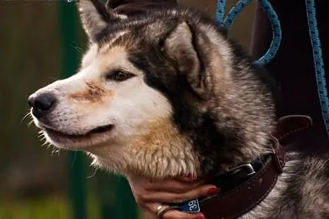 Kelli młody, radosny, energiczny alaskan malamute 