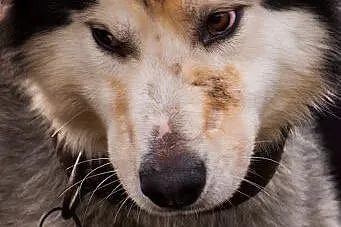 Kelli młody, radosny, energiczny alaskan malamute 