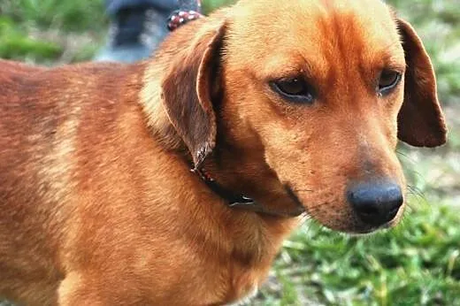Lesio w typie jamnika- super kochany pies, adopcja