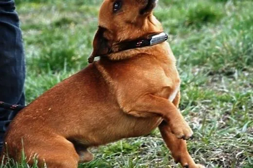 Lesio w typie jamnika- super kochany pies, adopcja