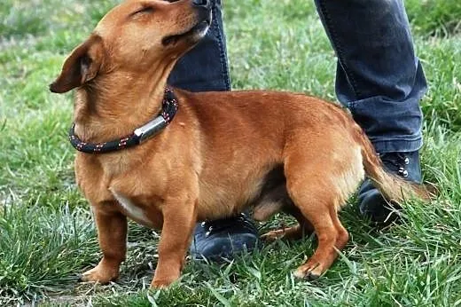 Lesio w typie jamnika- super kochany pies, adopcja