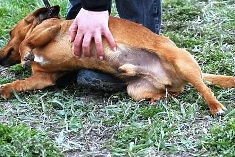 Lesio w typie jamnika- super kochany pies, adopcja