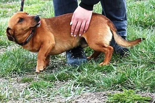 Lesio w typie jamnika- super kochany pies, adopcja
