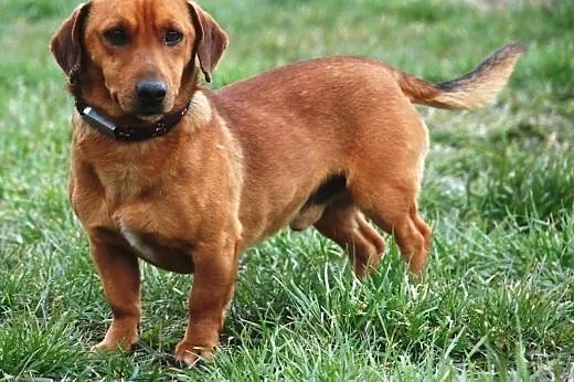 Lesio w typie jamnika- super kochany pies, adopcja