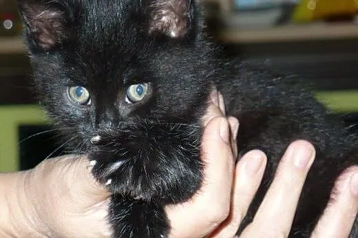 Pyza do adopcji!!!!,  łódzkie Łódź