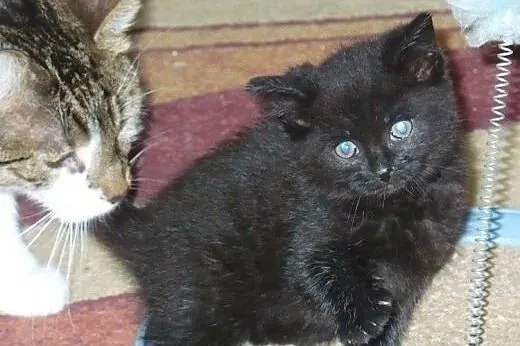 Pyza do adopcji!!!!,  łódzkie Łódź