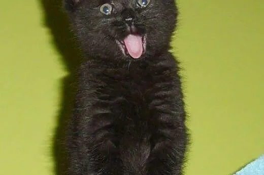Pyza do adopcji!!!!,  łódzkie Łódź